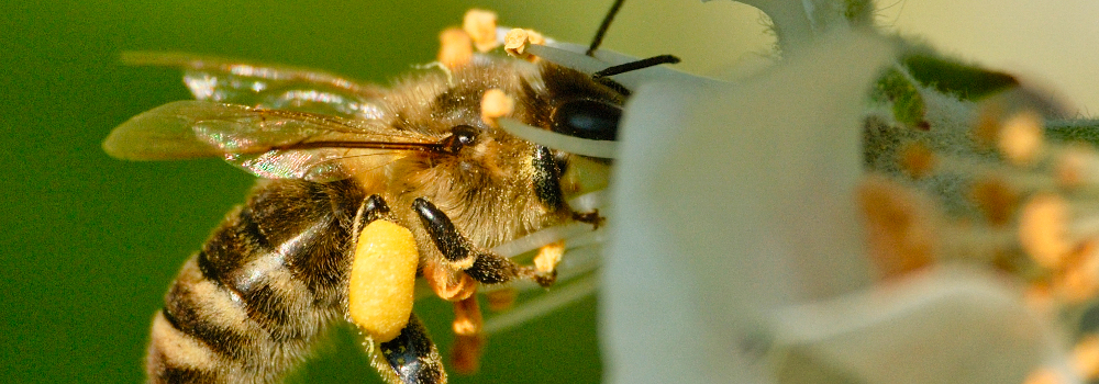 wachswerk-пчела.jpeg